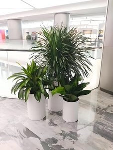 宁波杭州湾花卉租赁专业，绿植焕新办公生活